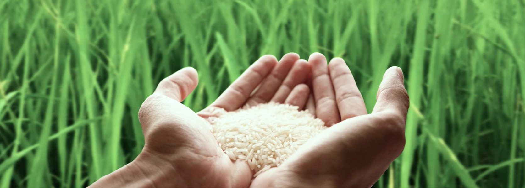 About Our Rice