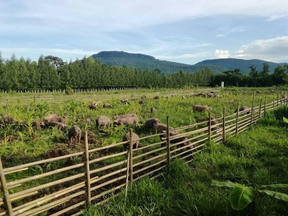 Farmer’s Talk Dinner #4: From Snout to Tail