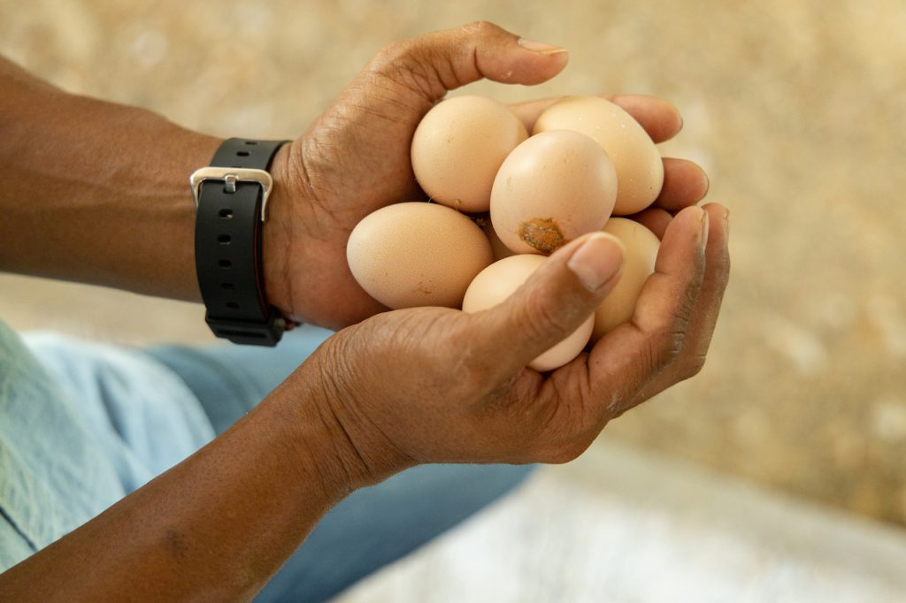 Eggs at Tan Khun Farm